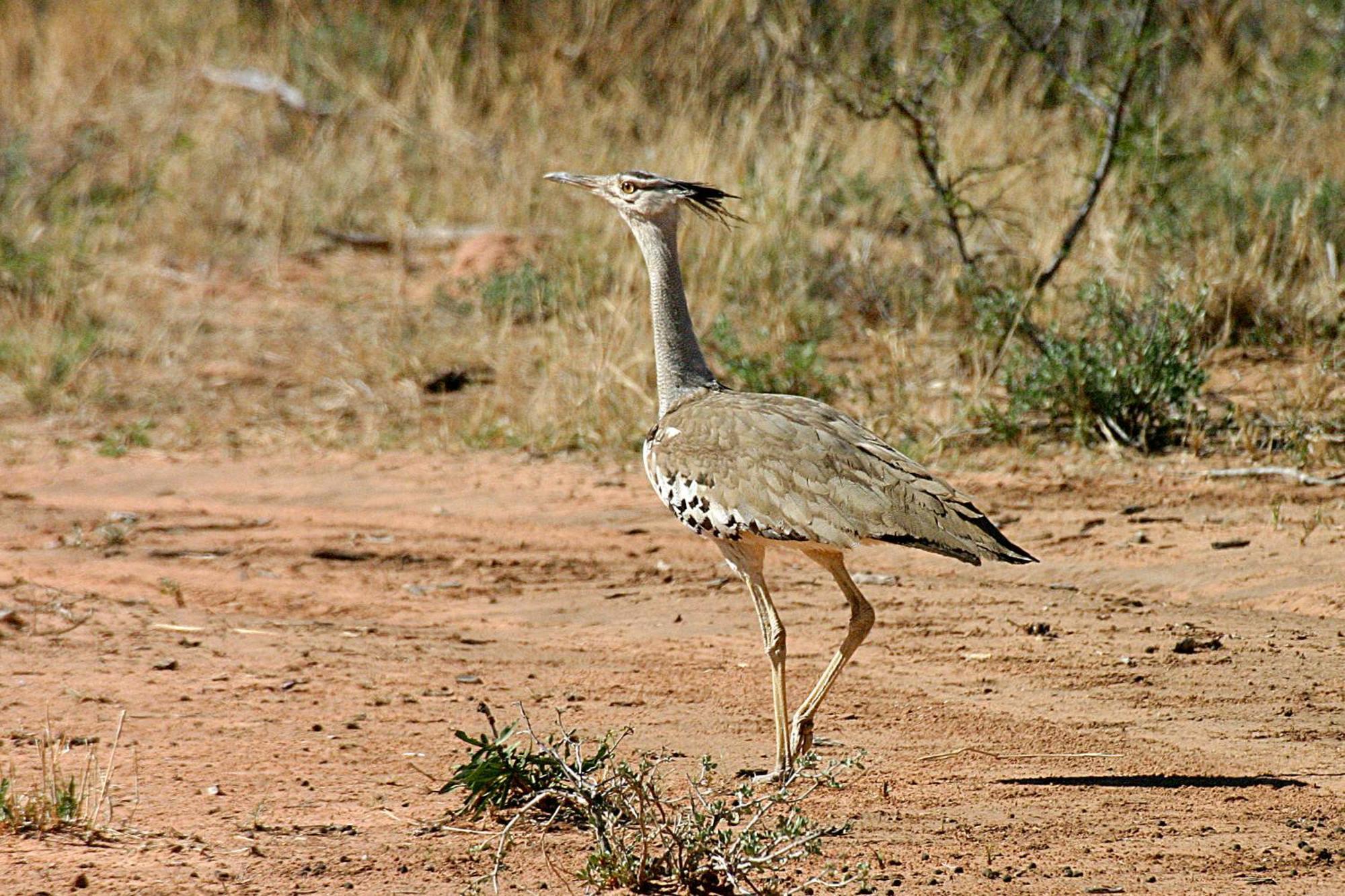 Вилла Waterberg Wilderness - One Namibia Номер фото